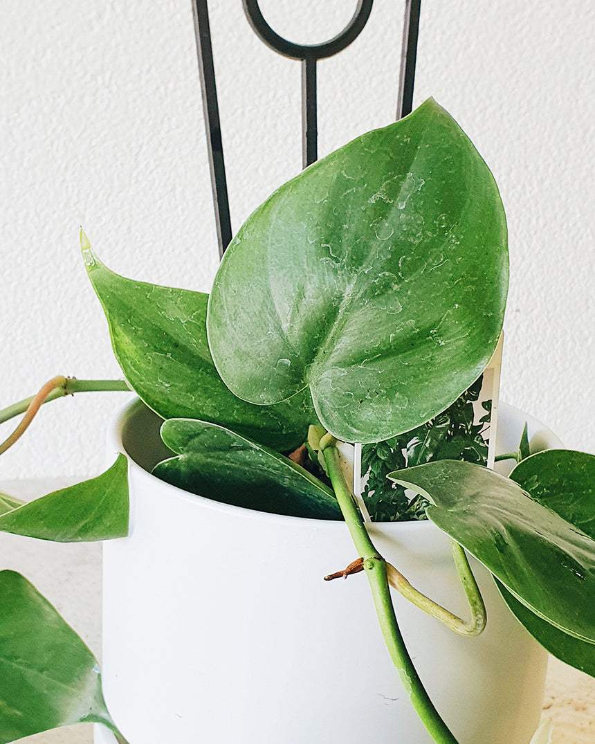 Philodendron cordatum 'Heart Leaf Philodendron Hanging Basket 20cm