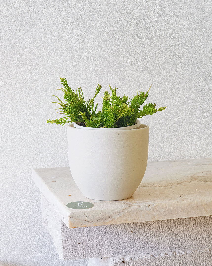 Rhipsalis mesembryanthemoides