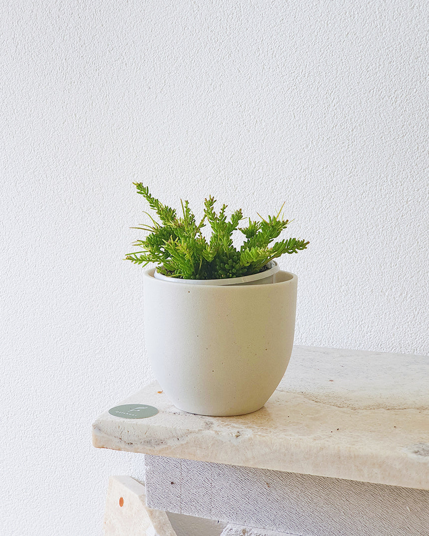 Rhipsalis mesembryanthemoides