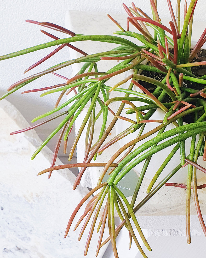 Rhipsalis crythrocarpa 'Red Coral' - 13cm
