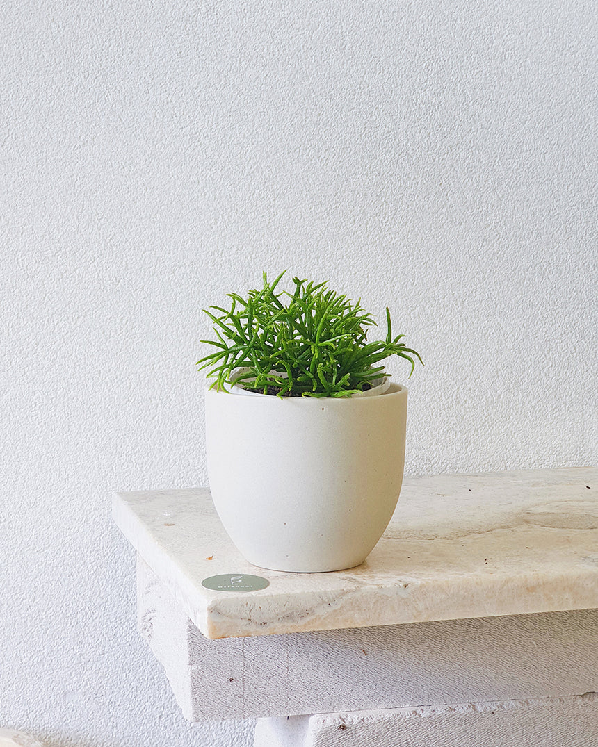 Rhipsalis teres f. prismatica