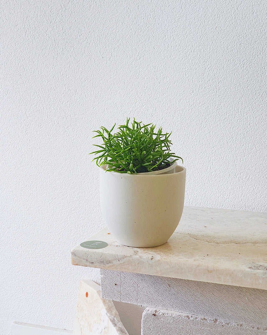 Rhipsalis teres f. prismatica