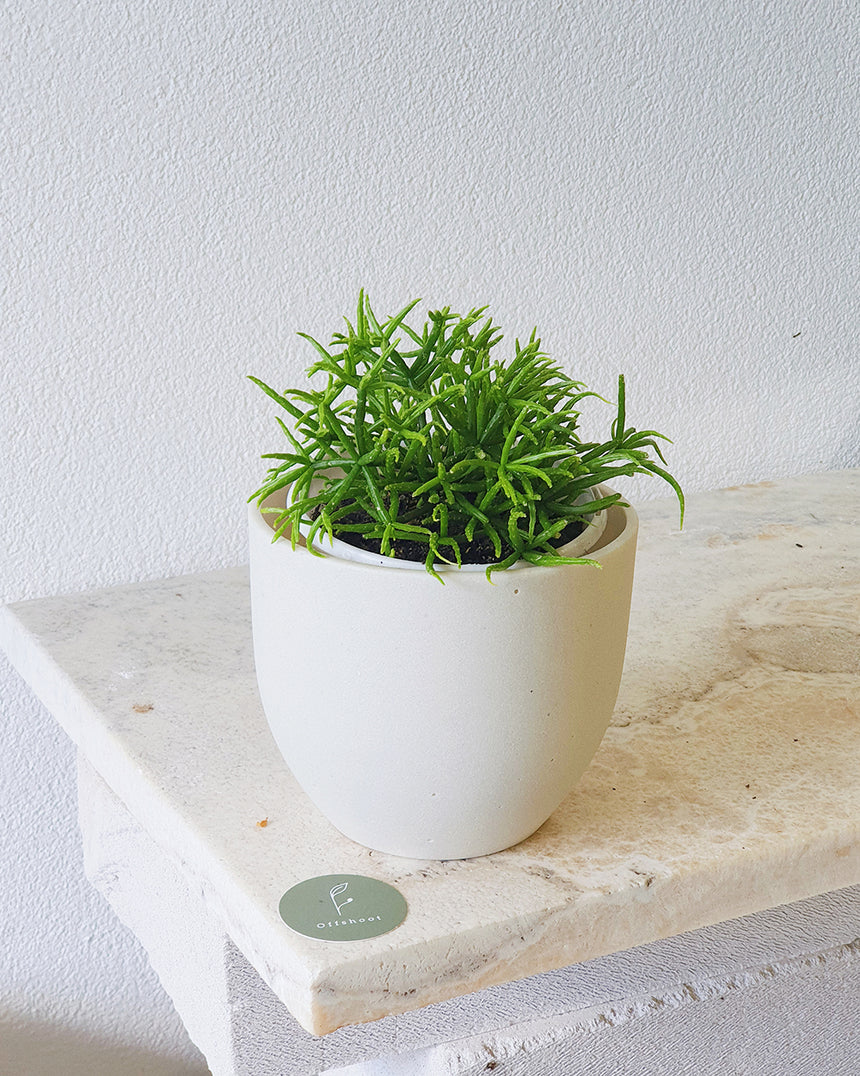 Rhipsalis teres f. prismatica