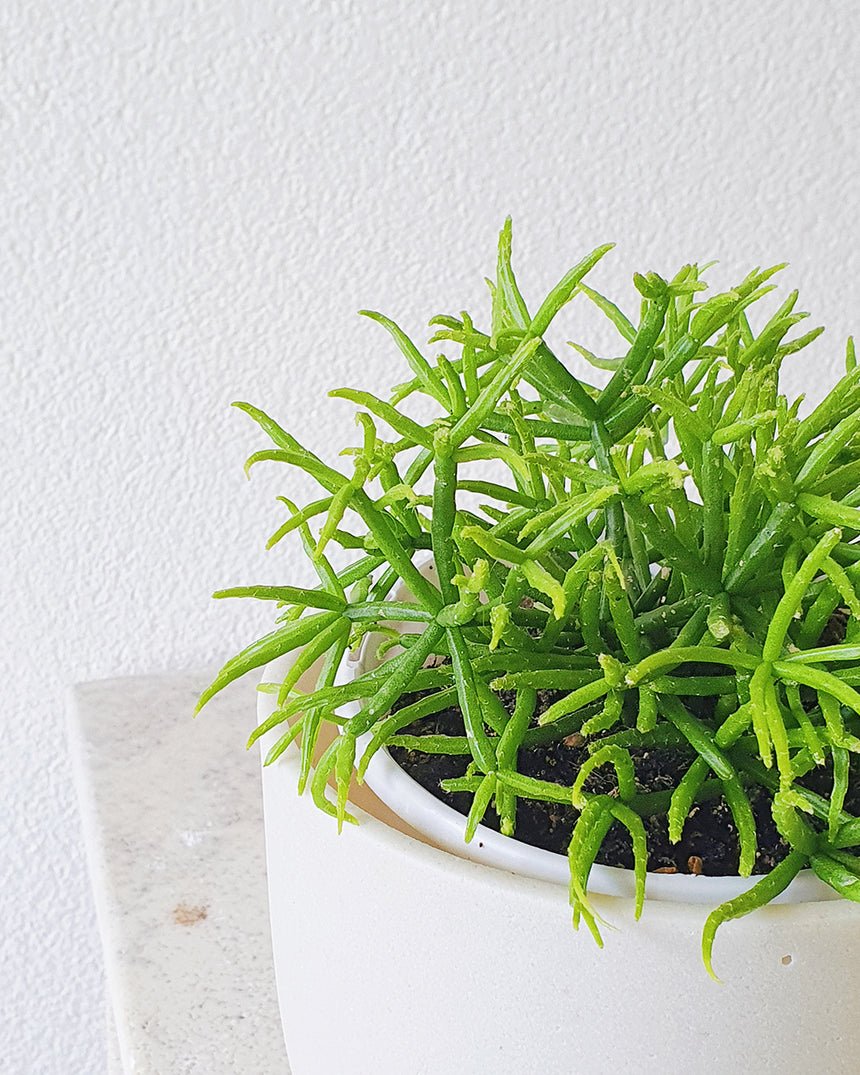Rhipsalis teres f. prismatica