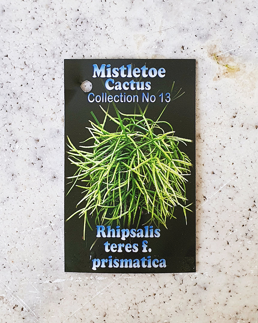 Rhipsalis teres f. prismatica