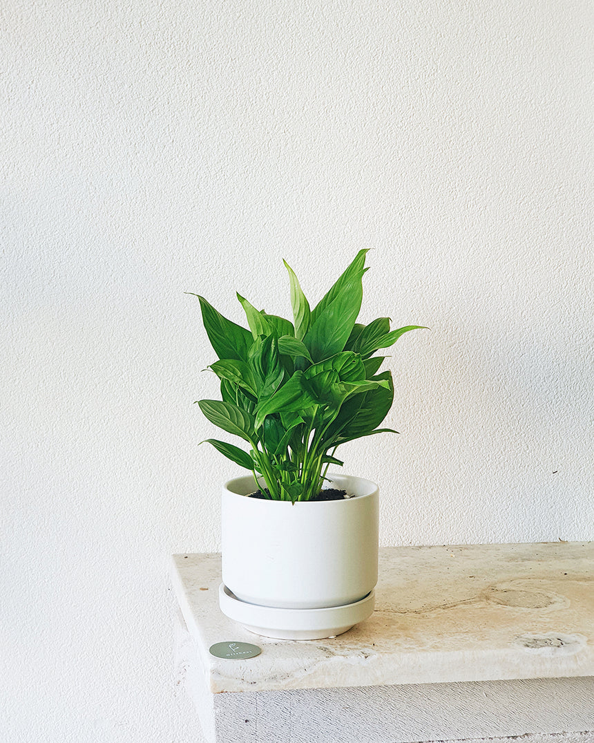 Spathiphylum 'Peace Lilly' 13cm