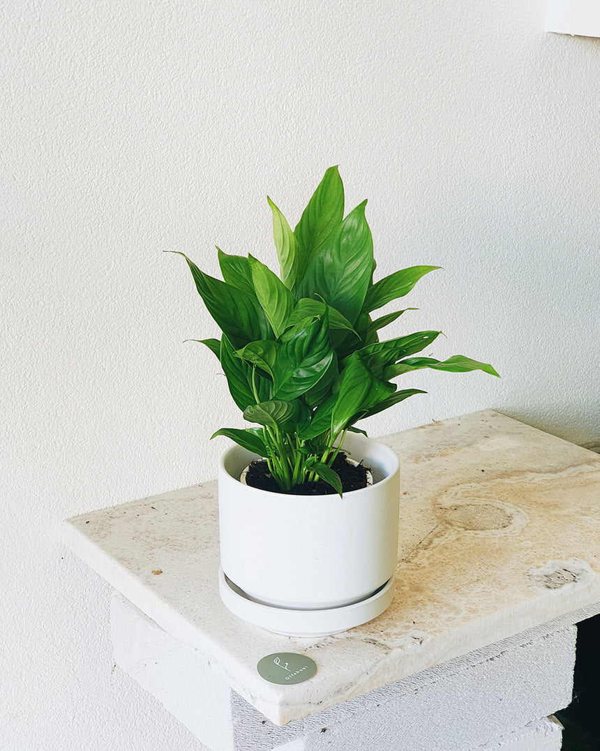 Spathiphylum 'Peace Lilly' 13cm