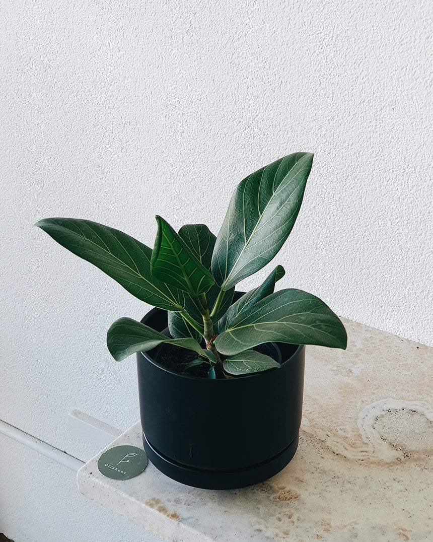 Zurich Planter Medium Black