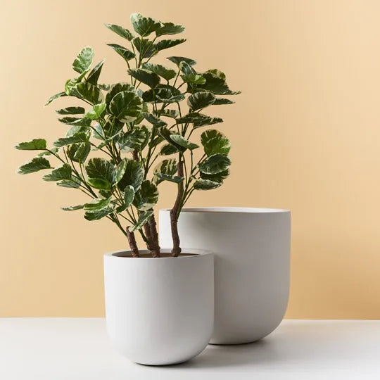 Offshoot | White Egg Planter