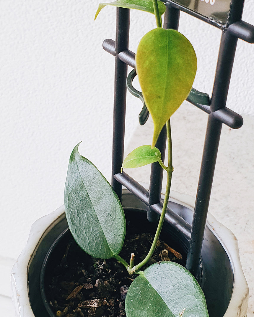 Hoya Iris Maree - 13cm