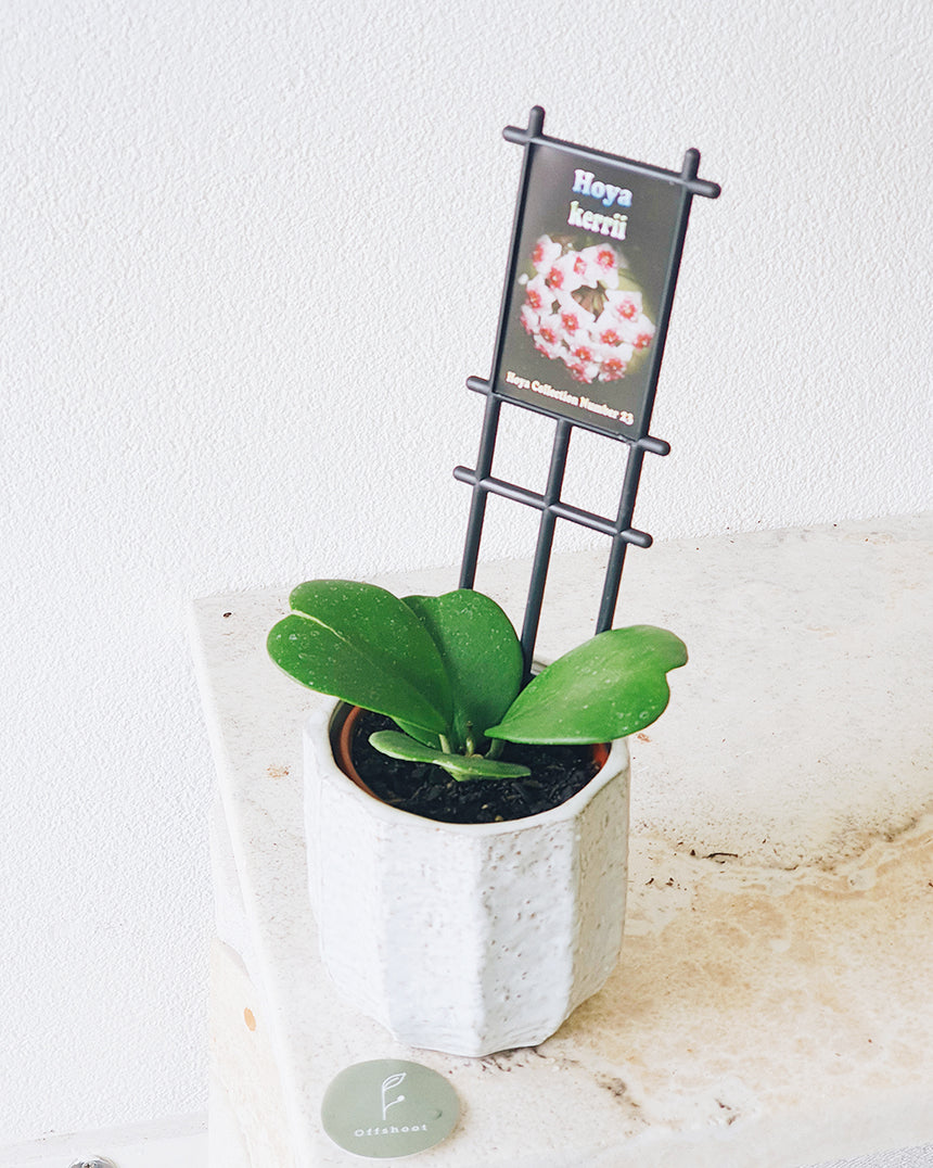 Hoya kerrii  10mm