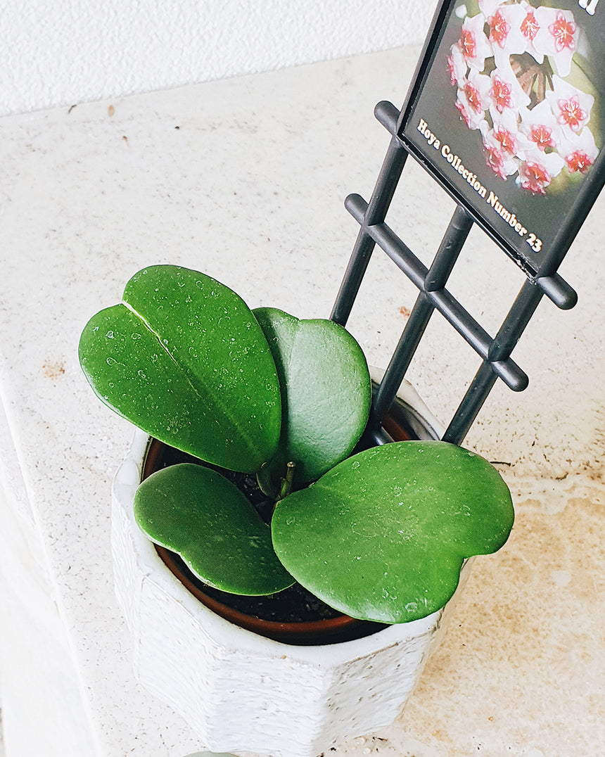 Hoya kerrii  10mm