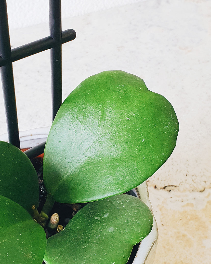 Hoya kerrii  10mm
