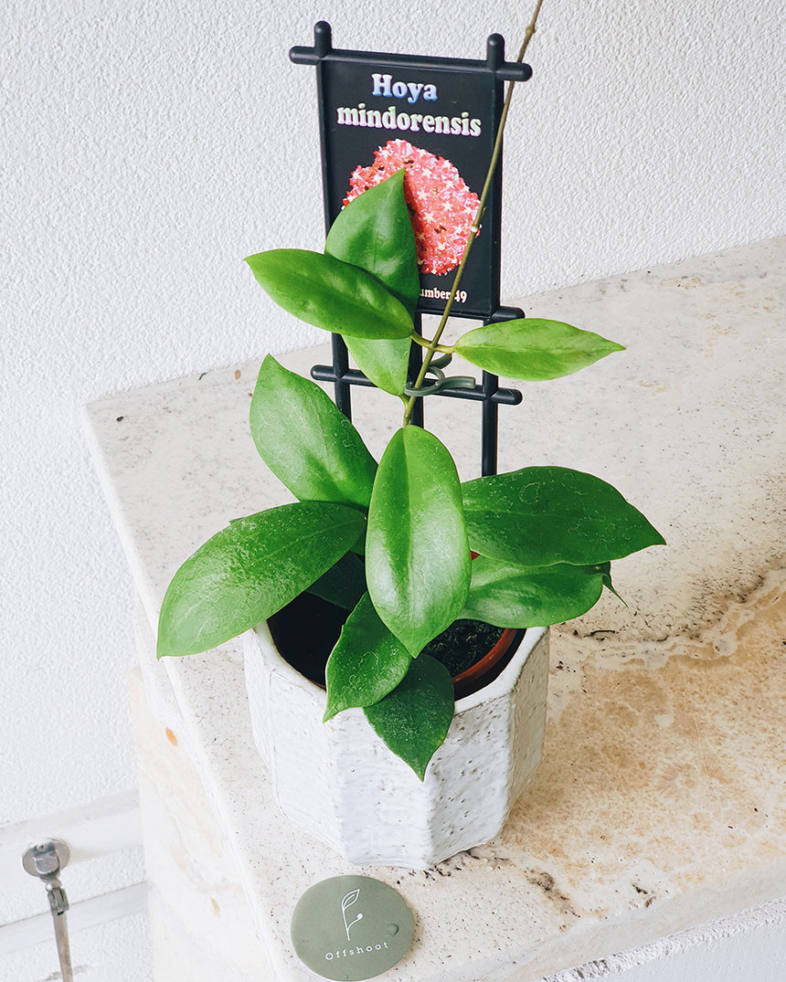 Hoya mindorensis (10cm pot)