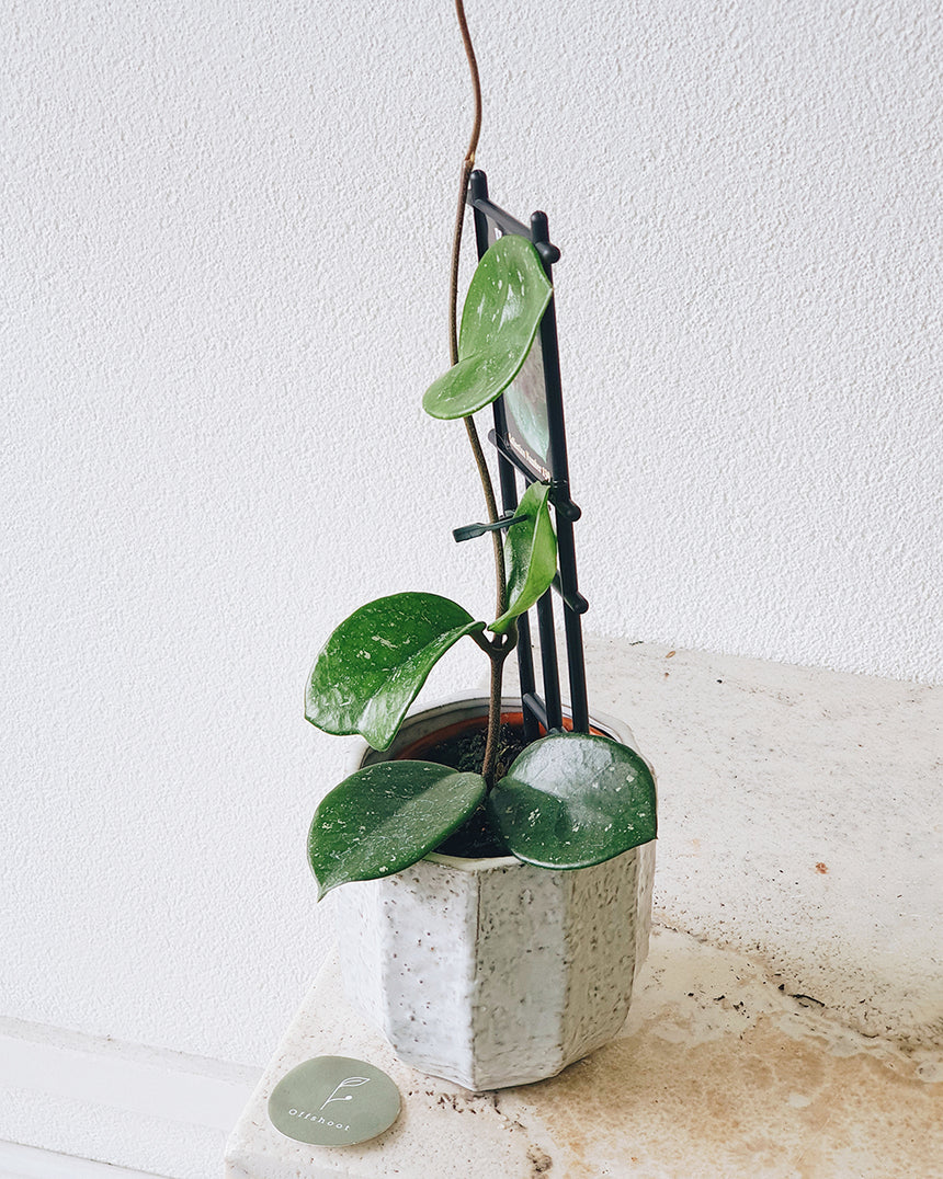Hoya carnosa 'Snow Ball' (10cm pot)