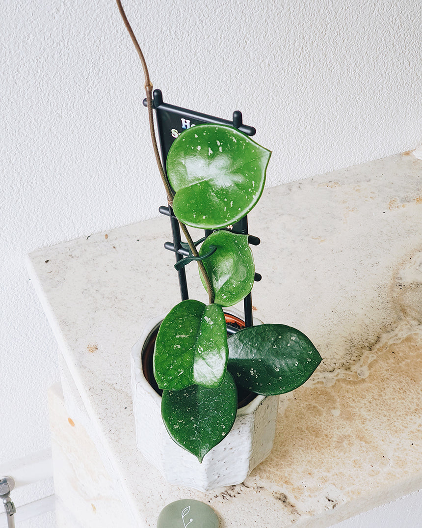 Hoya carnosa 'Snow Ball' (10cm pot)