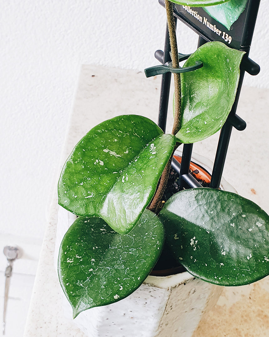 Hoya carnosa 'Snow Ball' (10cm pot)