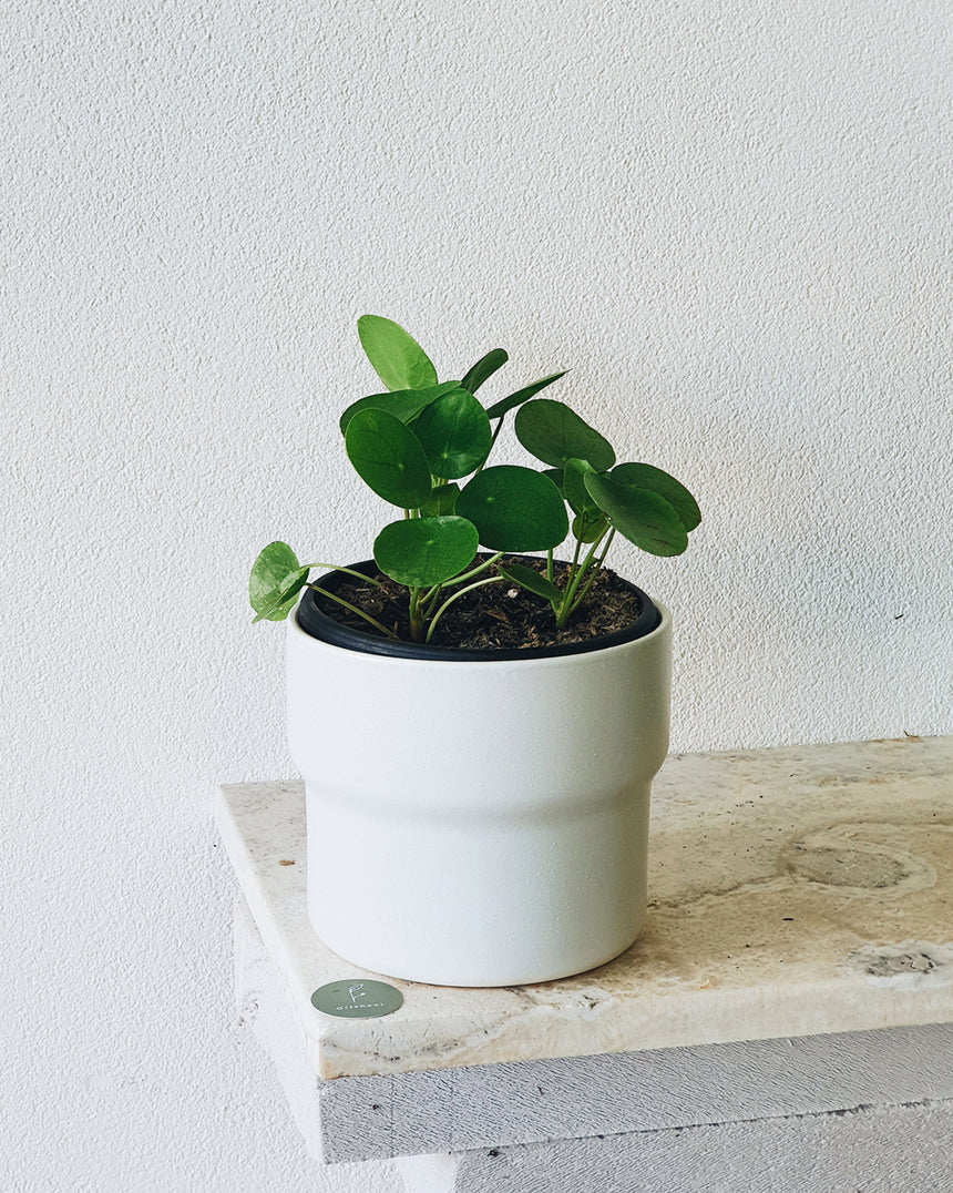 Pilea peperomioides 'Chinese Money Plant' 12cm