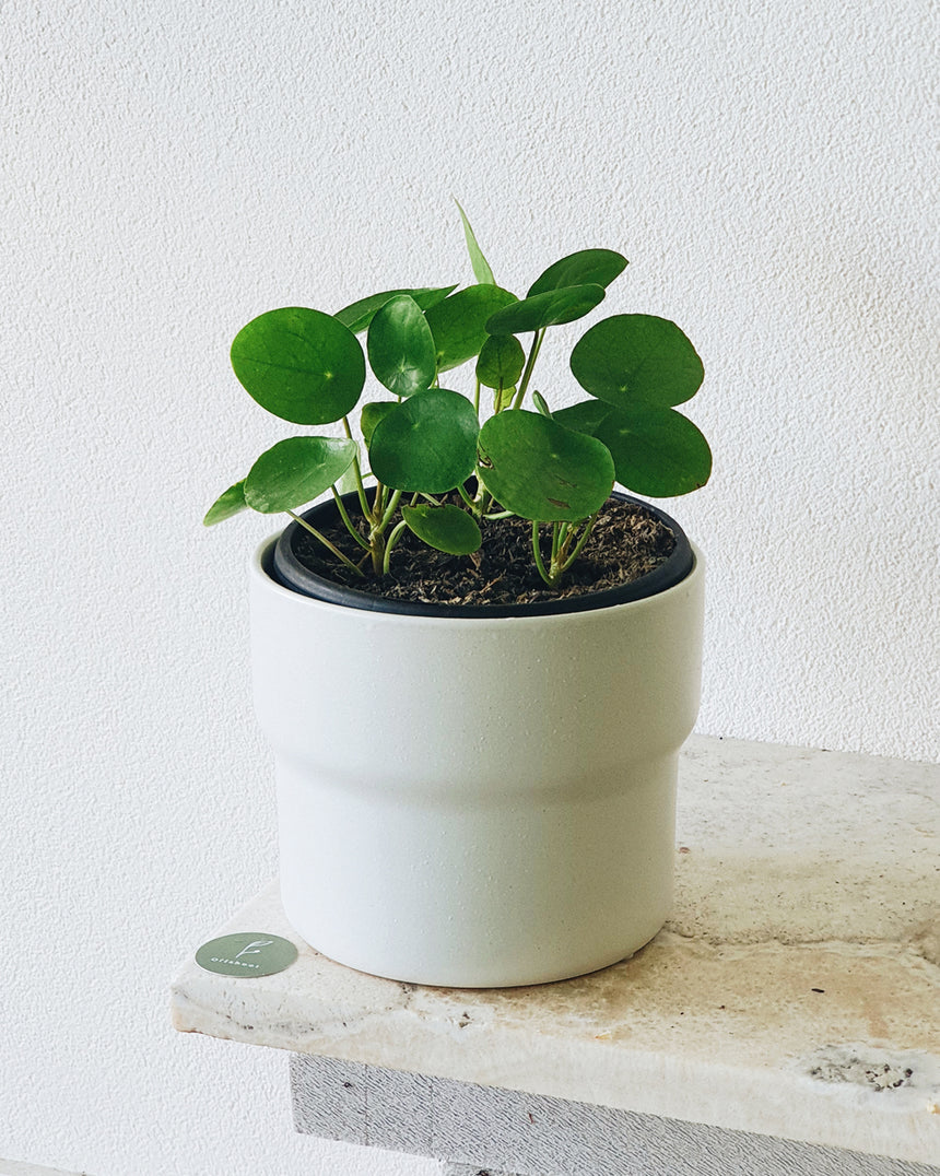 Pilea peperomioides 'Chinese Money Plant' 12cm