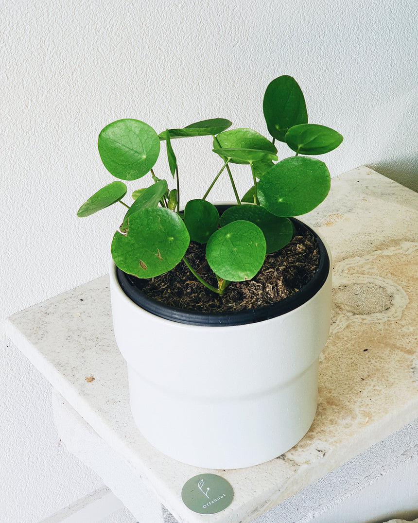 Pilea peperomioides 'Chinese Money Plant' 12cm