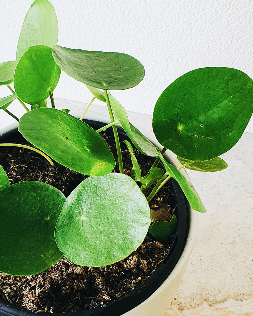Pilea peperomioides 'Chinese Money Plant' 12cm