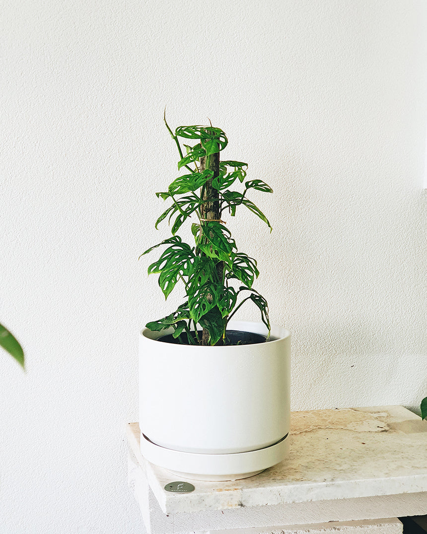 Monstera adansonii 'Totem' 17cm