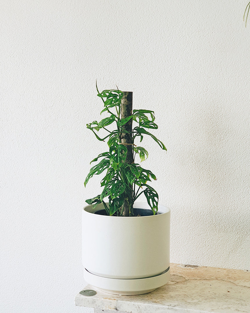 Monstera adansonii 'Totem' 17cm