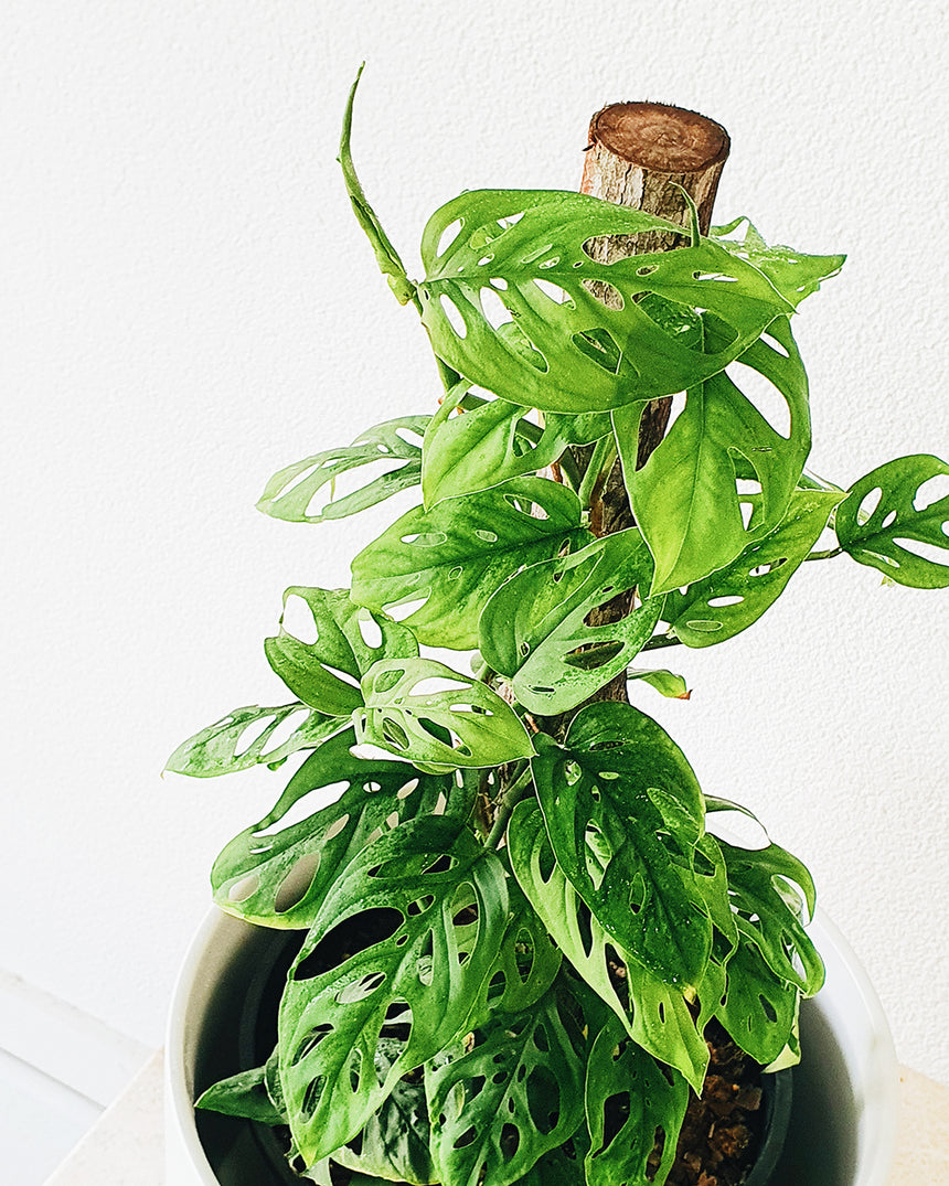 Monstera adansonii 'Totem' 17cm
