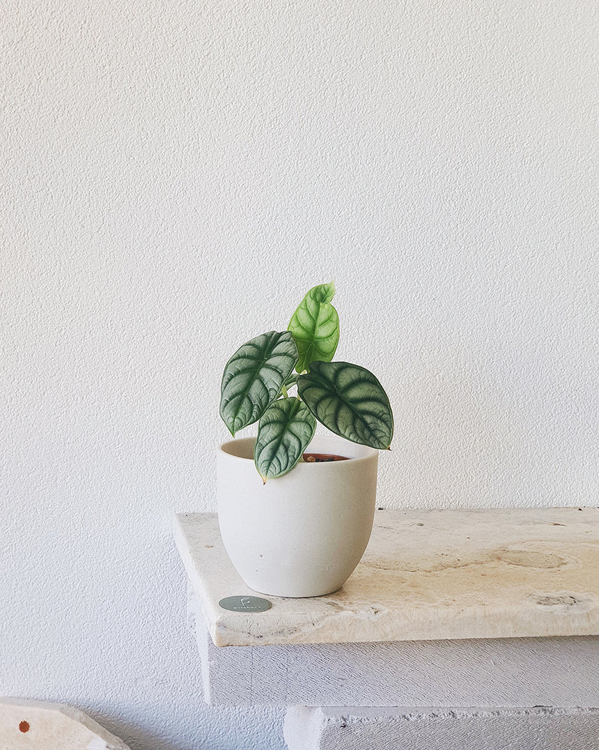 Alocasia 'Silver Dragon' - 13cm
