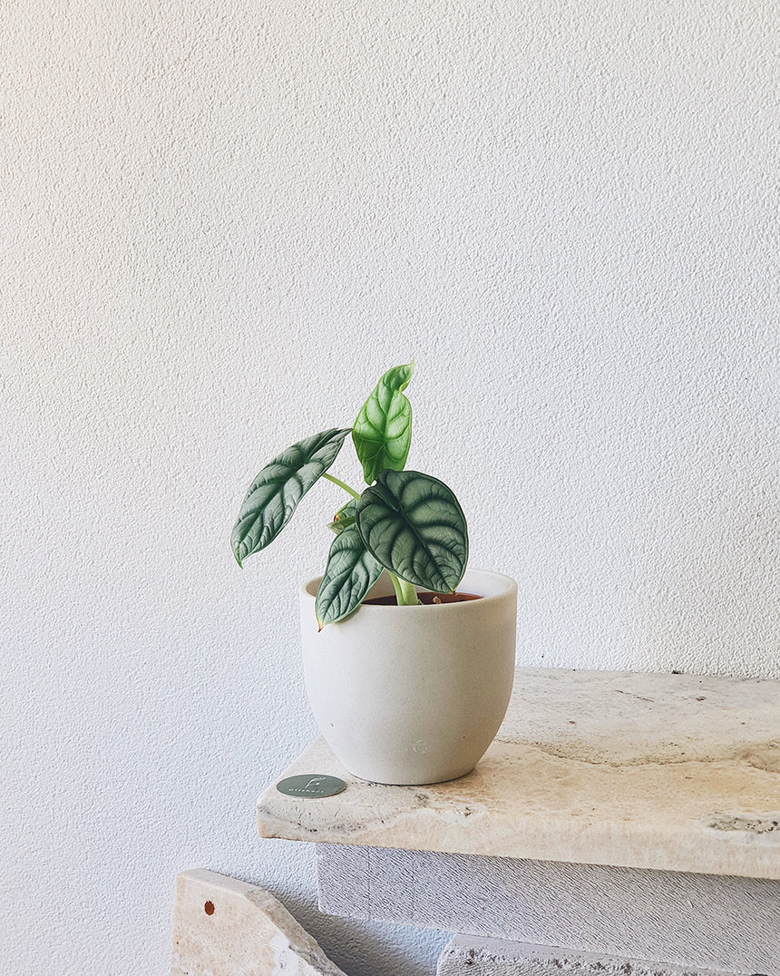 Alocasia 'Silver Dragon' - 13cm