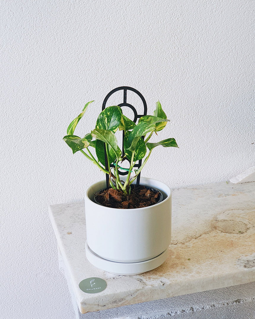 Epipremnum auream 'Devils Ivy Gold' 12cm