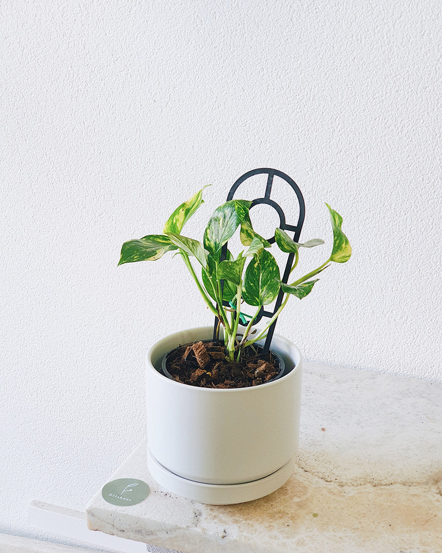 Epipremnum auream 'Devils Ivy Gold' 12cm
