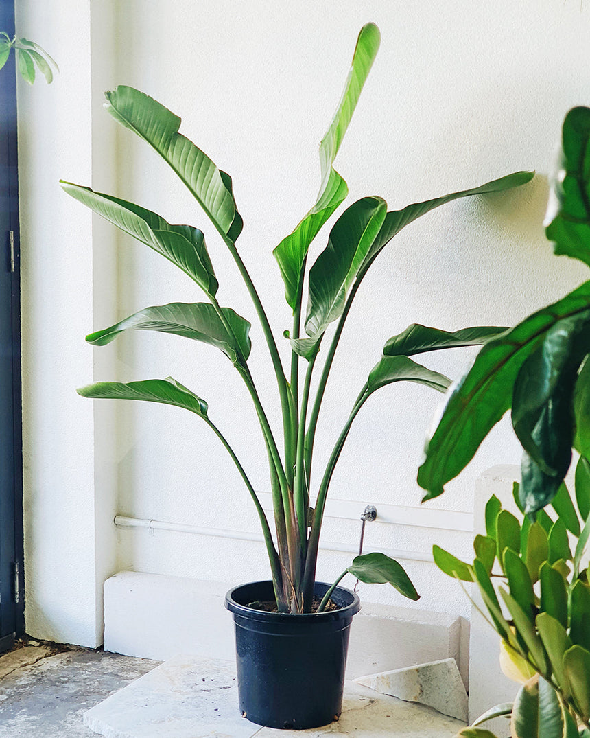Strelitzia nicolai 'Birds of Paradise' 25cm