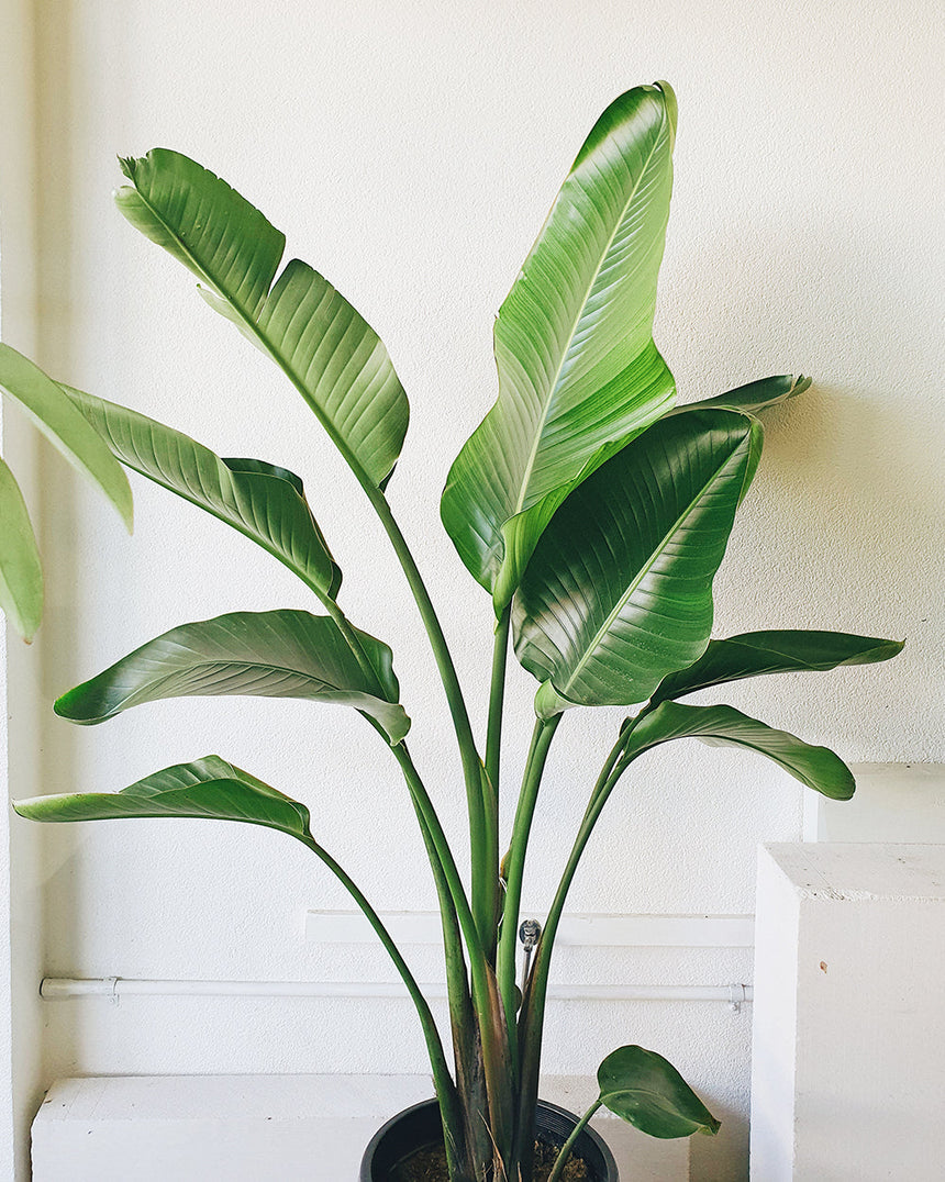 Strelitzia nicolai 'Birds of Paradise' 25cm