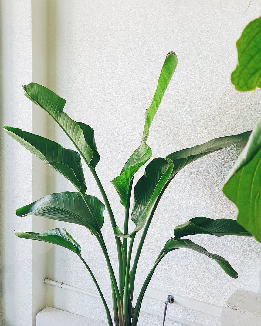Strelitzia nicolai 'Birds of Paradise' 25cm