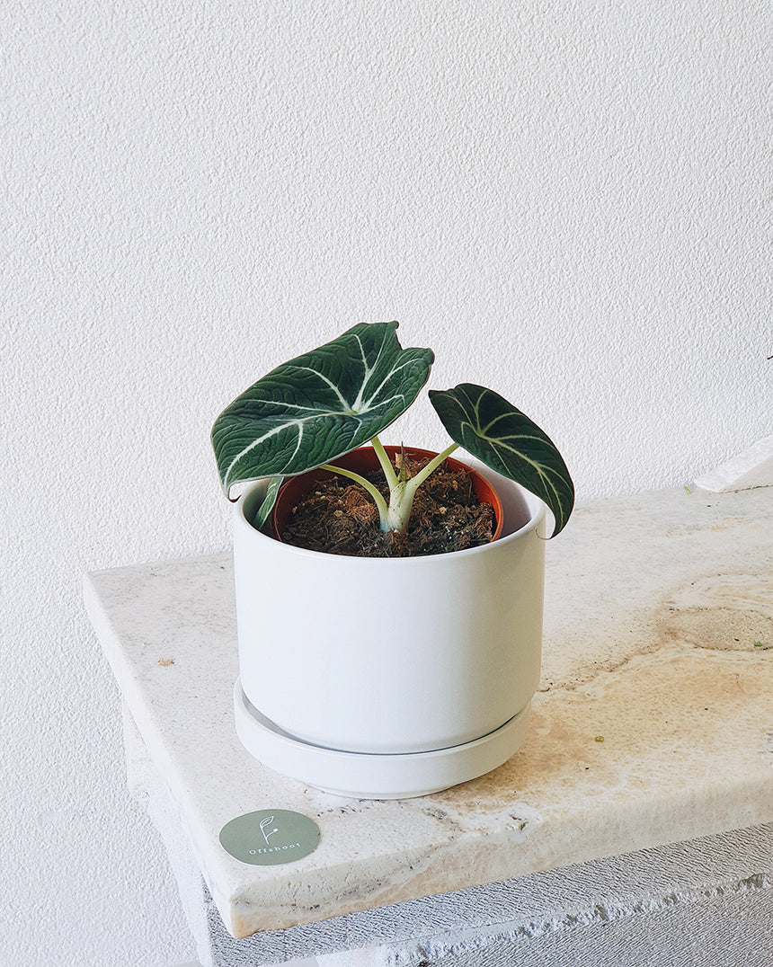 Alocasia reginula 'Black Velvet 13cm
