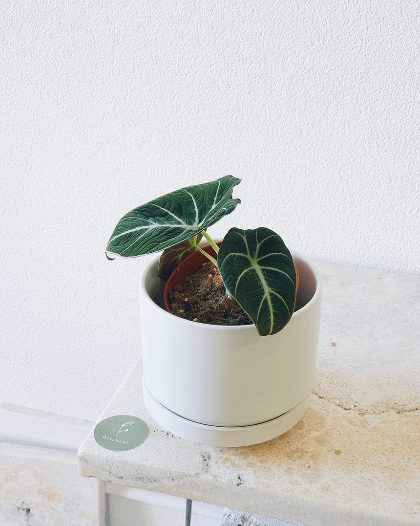 Alocasia reginula 'Black Velvet 13cm