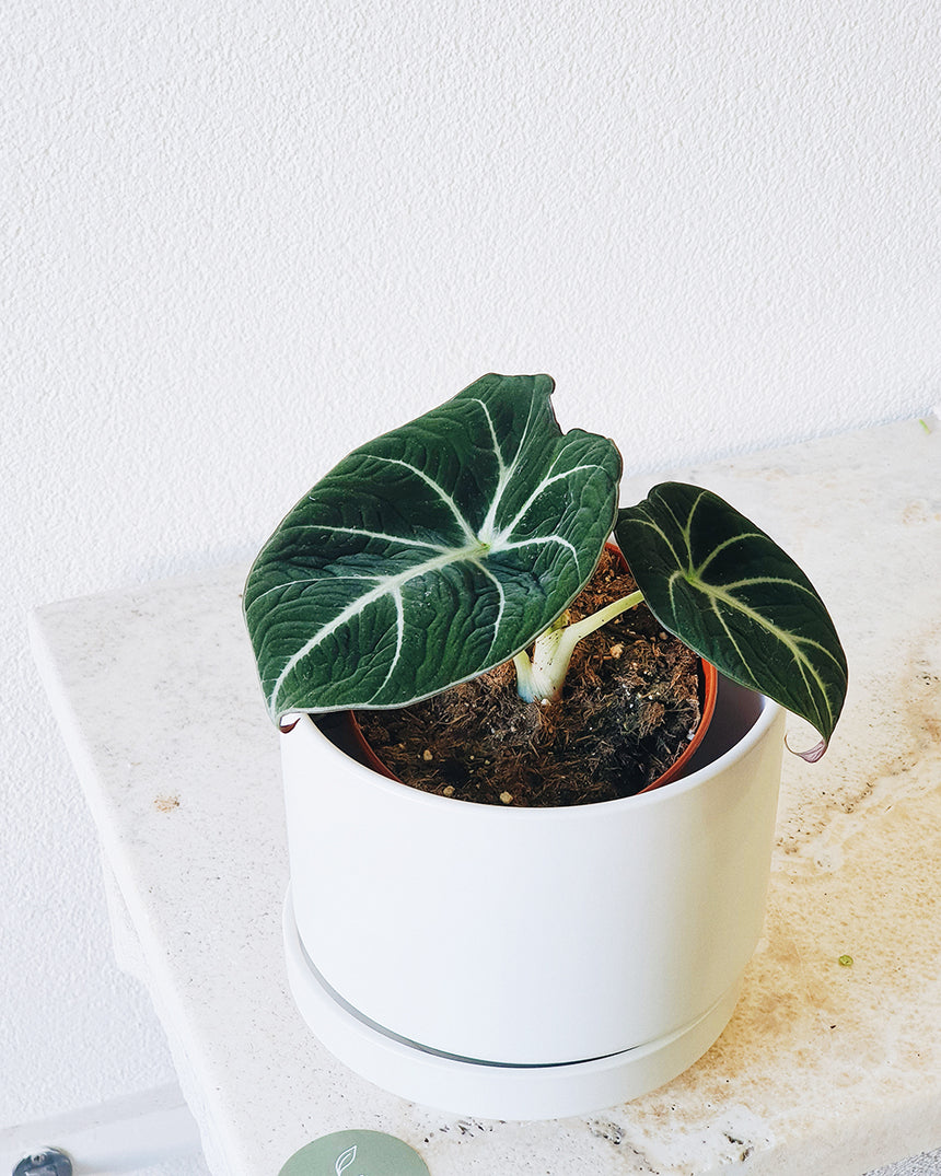 Alocasia reginula 'Black Velvet 13cm