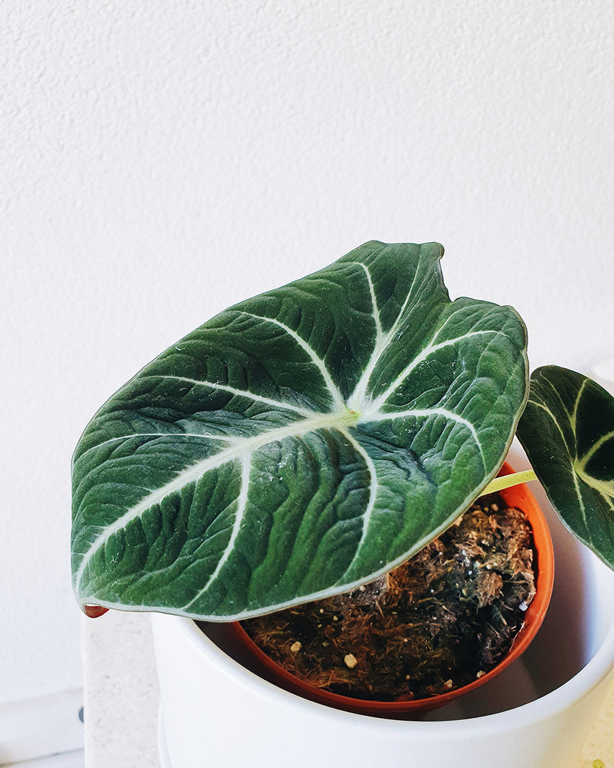 Alocasia reginula 'Black Velvet 13cm