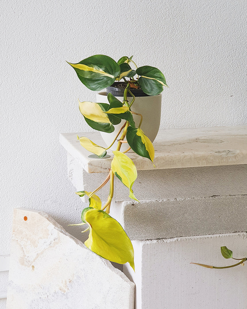 Philodendron hederaceum Brasil - 13cm Hanging Basket