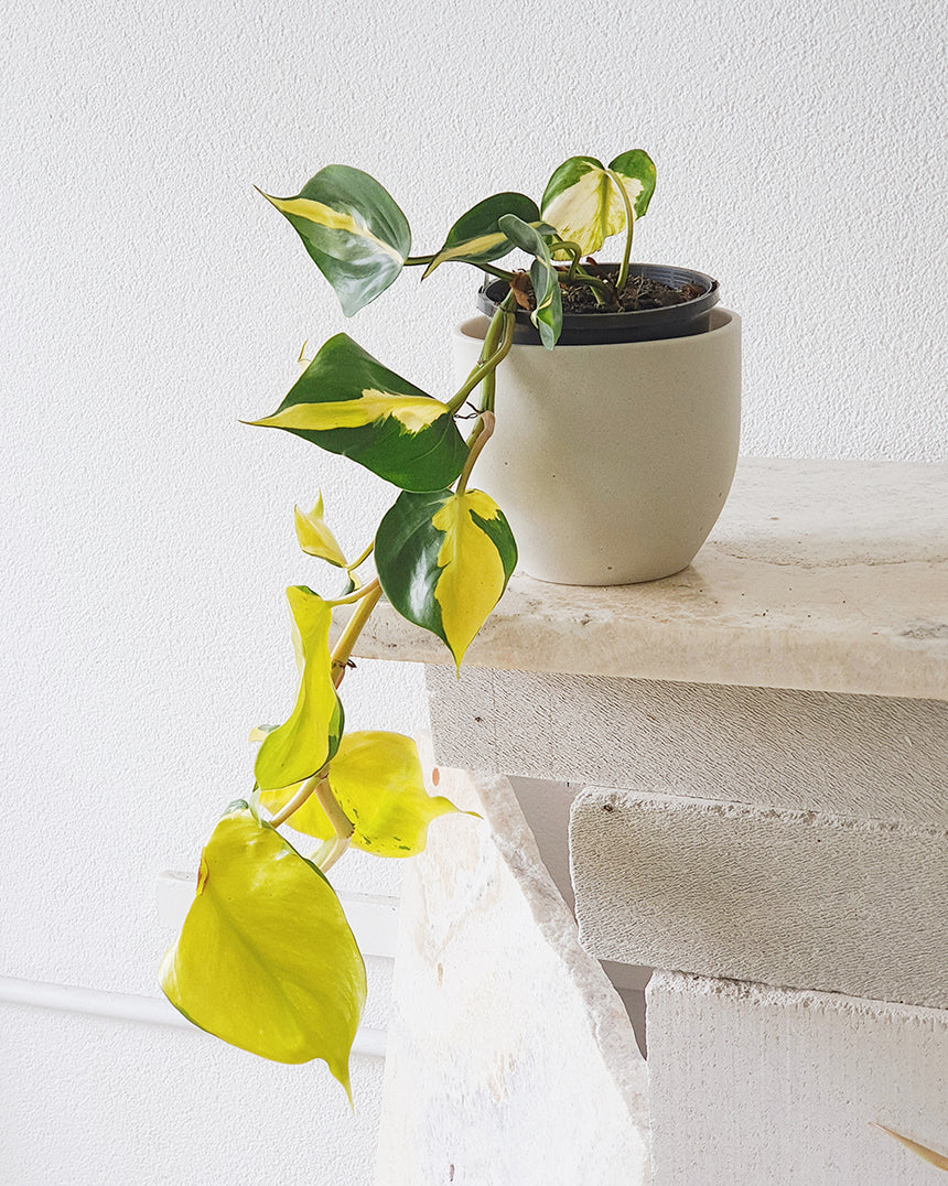 Philodendron hederaceum Brasil - 13cm Hanging Basket