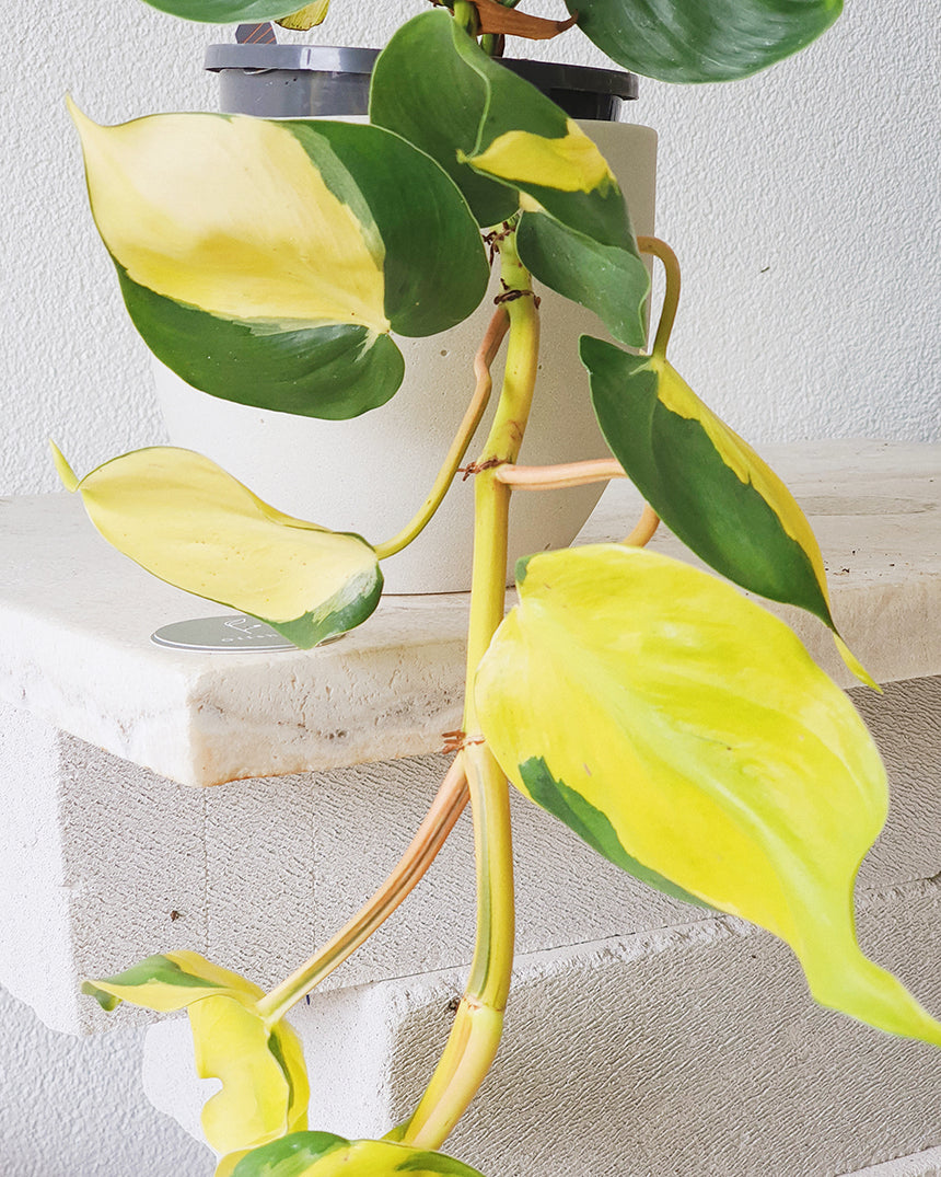 Philodendron hederaceum Brasil - 13cm Hanging Basket