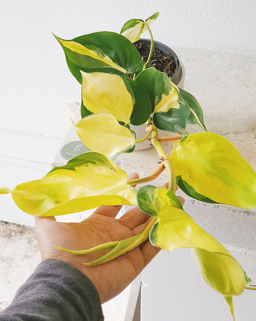 Philodendron hederaceum Brasil - 13cm Hanging Basket