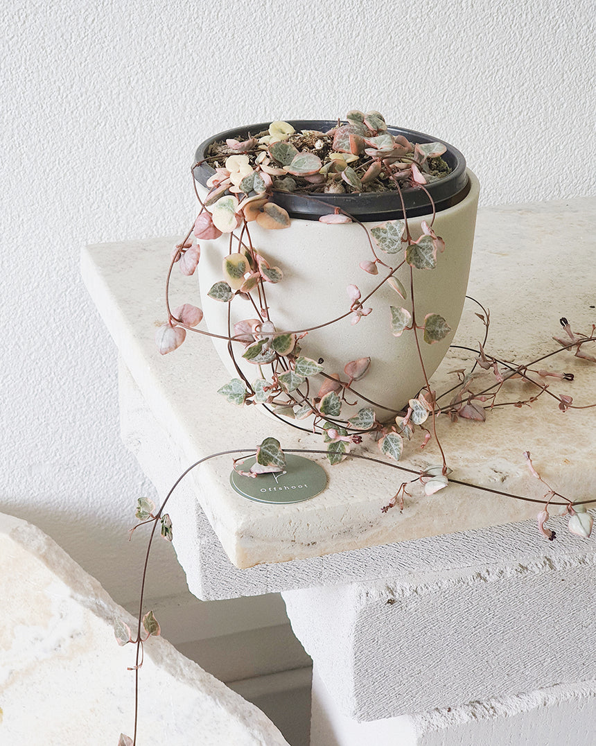 Chain of Hearts 'Variegated' - 13cm