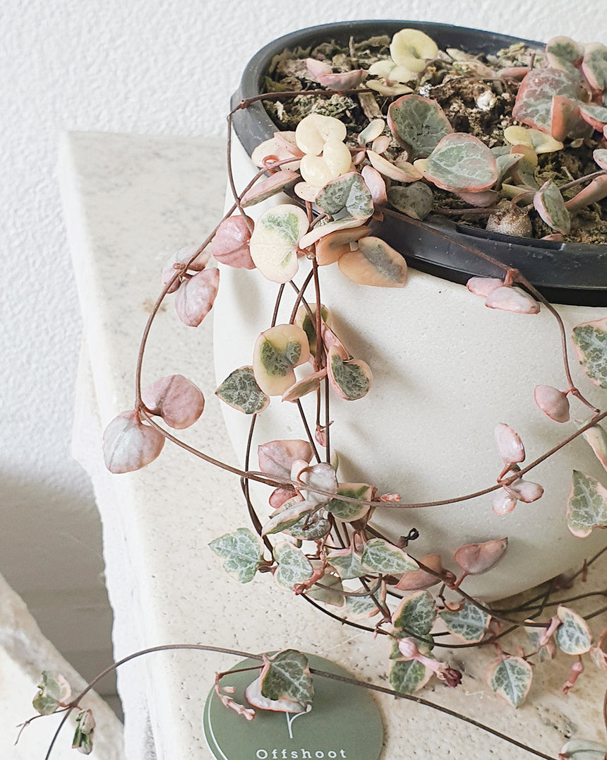 Chain of Hearts 'Variegated' - 13cm