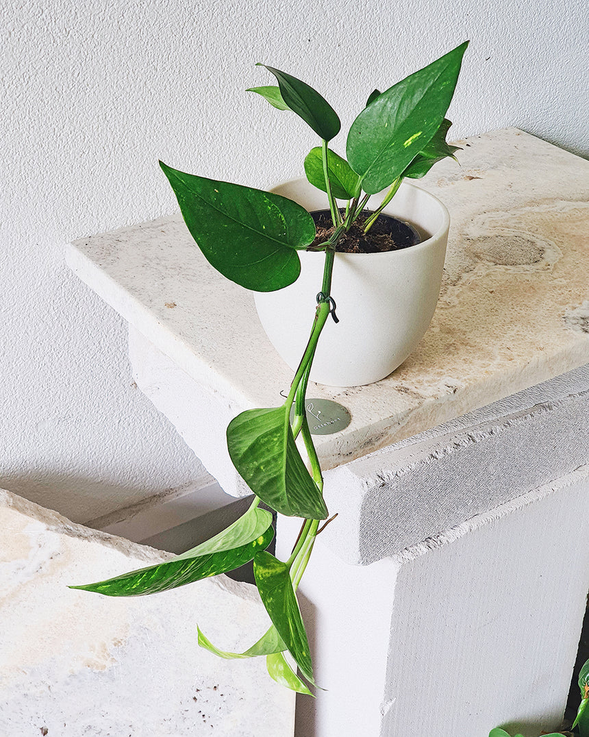 Epipremnum auream 'Gold' 9.5cm