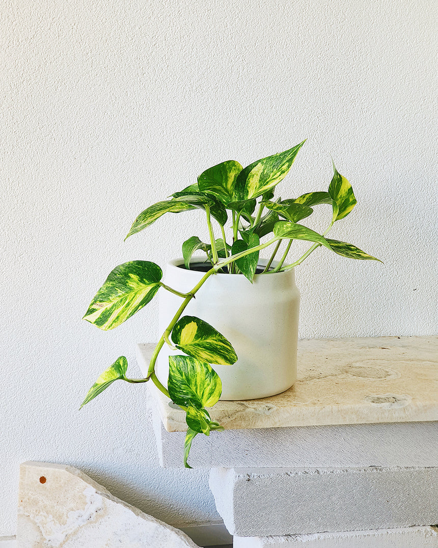 Epipremnum auream 'Gold' Hanging Basket 20cm