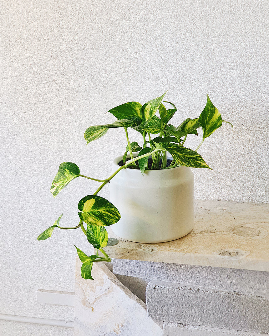 Epipremnum auream 'Gold' Hanging Basket 20cm