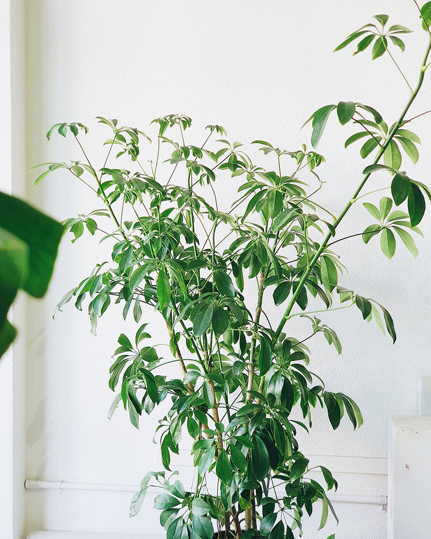 Schefflera arboricola 'Dwarf Umbrella' 30cm