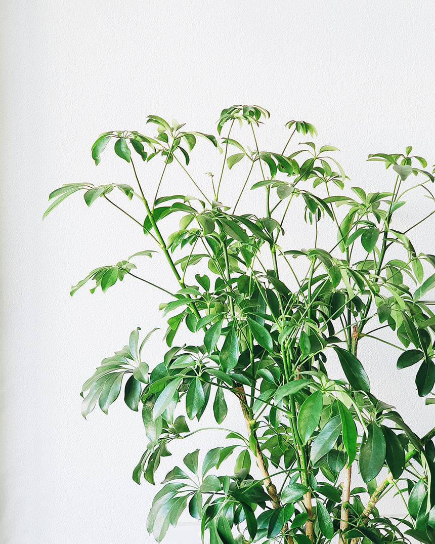 Schefflera arboricola 'Dwarf Umbrella' 30cm